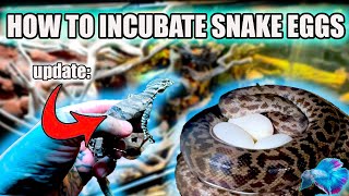 HOW TO INCUBATE SNAKE EGGS  LACE MONITOR UPDATE Paul Stingray Reptile Room [upl. by Normi]