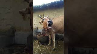 big cow video animals cow shorts 31 October 2024 [upl. by Yebba]