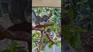 Sleepy Koalas in Kuranda Australia [upl. by Carmen]