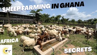 Sheep Farming In Ghana Africa sheep farming sheepfarming goats livestock food ghana [upl. by Yeblehs]