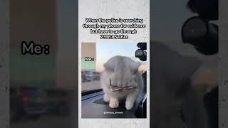 😂  cute funny animals 2024 287 funny animals shorts [upl. by Ettenwad]