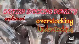 CATFISH STOCKING DENSITY explained Overstocking  understocking [upl. by Refenej262]