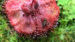 Fastest Carnivorous Sundew Plant Macro Time Lapse Drosera Burmannii [upl. by Aneehc]