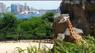 fun holiday at taronga zoo in sydney australia wildlife animals [upl. by Ttezzil]