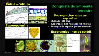 Taxonomia Vegetal  Aula 06  Embriófitas Adaptação ao ambiente terrestre [upl. by Felic]