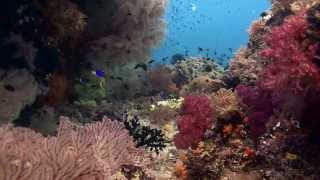 Raja Ampat  WestPapua  Indonesia  Premium Diving with Amira Liveaboard [upl. by Gurango]