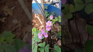 Trikhada Oxalis Latifolia Broadeaf pink wood sorrel terracegarden hobby happy youtubeshorts [upl. by Arima]