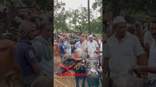 Manjeri cholakkal cattle market cow beefcattle buffalo beefs farming beefcuttingmarket [upl. by Daniala]