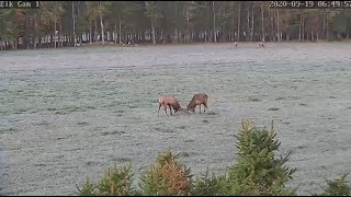 Elk Cam in Benezette PA  Playful sparring  091920  644 am [upl. by Aleahs]