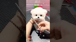 Cute Puppy Hair Cutting hairstyle dog puppy 🐶 shorts [upl. by Ihsir846]