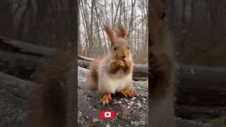 Beautiful squirrel squirrel [upl. by Buxton96]