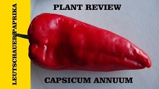 Leutschauer Paprika Pepper Capsicum annuum [upl. by Ave]