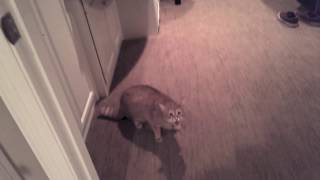 Friends Cat Meows Aggressively then Attacks [upl. by Atiz]