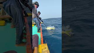 ఈ చేపలను మత్స్యకారులు ఇంత లోకువుగా చూస్తారా youngfisherman18 trending sea fishing viralshorts [upl. by Sonstrom]