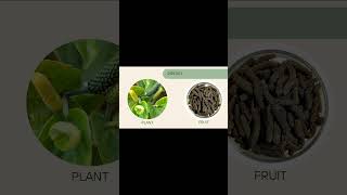 Trikatu bollywoodsongmusicayurveda chemistrybamsonlinelecture herbalmedicinedravyagunancism [upl. by Carmel]