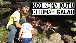 PENGOBATAN KUTU IKAN KOI FISH GARDEN BLITAR [upl. by Laro714]