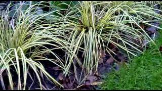 Blad laten liggen in de tuin Tuincursusonline video [upl. by Jorge142]