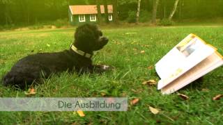 Hundetrainerausbildung auch im Fernstudium mit Vorbereitung zur behördlichen Zertifizierung [upl. by Pedaiah578]