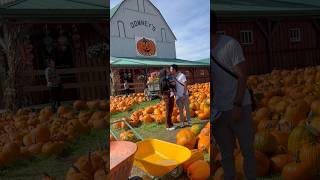 Pumpkin picking at Downeys farm [upl. by Maggi]