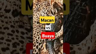 Macan vs Buaya news new shorts [upl. by Bilicki104]