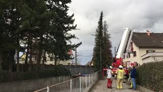 Sturmtief Sabine Baumsicherung in Lauterach [upl. by Fritzie]