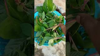 Thota koora amaranth gardening terracegardening organic harvest trending youtubeshorts viral [upl. by Rehctelf846]