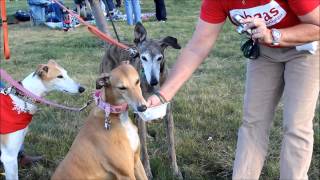 Dudley Greyhound and His Sisters Eat Ice Cream at GIG 2014 [upl. by Alroy]