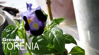 Growing Torenia Plants from Seed to Flower [upl. by Ocsinarf488]