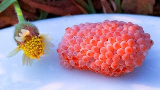 Invasive snail eggs crushed  Apple snail Eggs ASMR 🐌21 [upl. by Rammus518]