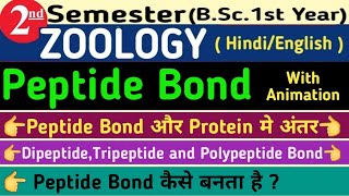 BSc 1st year 2nd SemesterProteinPeptide BondDipeptide Tripeptide and Ploypeptide BondAmide Bond [upl. by Drake]