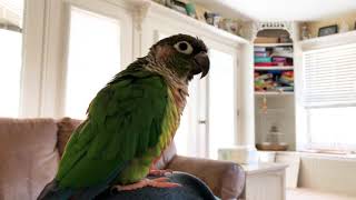 Trello the Green Cheek Conure Talking [upl. by Ralf]