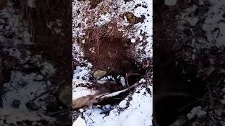 pulling a BIG BUCK out of BEAR DEN BEAR CHARGES shorts viralvideo bear bucks [upl. by Noillid558]