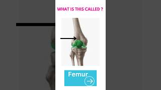 What is this called👈Knee joint 🦿🦵youtube anatomy medical ytshorts [upl. by Ytineres383]