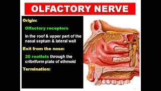 Olfactory and Optic Nerves Dr Adel Bondok [upl. by Alyda]