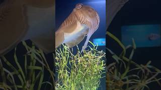 RARE Fish with a Squid Nose 🥸🥸You Won’t Believe What we found at Aquarium trending shortvideo [upl. by Claudia]