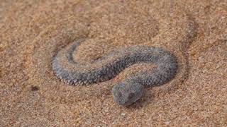 The sand viper Cerastes vipera in southern Morocco [upl. by Ahtiuqal]