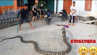 Terrible the worlds largest and most venomous snake  king cobra  peoples obsession [upl. by Og]