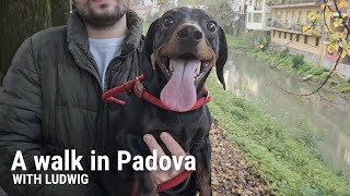 A walk in Padova with Ludwig [upl. by Sabba]