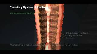 4 Excretory System of Earthworm 512 1 [upl. by Aspa782]