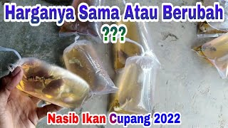 Harga Ikan Cupang 2022 [upl. by Haney]