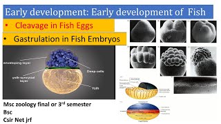 Early development in fish Cleavage gastrulation germ layer Early development of vertebrates Fish [upl. by Ettenowtna393]