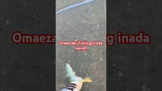 Yellowtail fishing fishingvideo zeakeshimano tenryu [upl. by Ikkir]