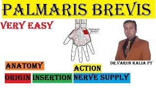 Palmaris Brevis Muscle Anatomy By Dr Varun Kalia PT [upl. by Irolav]