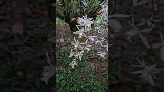 Mais Uma Bela Floração da Coelogyne flaccida [upl. by Viccora532]