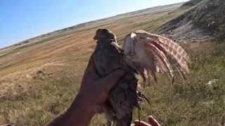 Montana 2024 Part 1 Day 1 Limit of Huns Limit of Sharptail Limit of Doves Unbelievable [upl. by Ace]