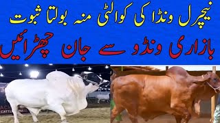 qauality of natural desi wanda katta farming wanda bachra farming wanda farming ideas desi wanda [upl. by Yesnyl74]