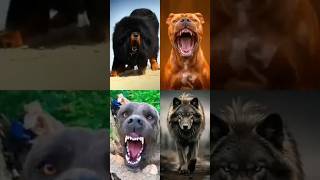 👑Tibetan mastiff vs pitbull vs kangal vs wolf dog 😱 dog doglover shorts [upl. by Oirromed]