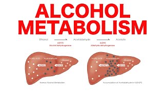 Alcohol Metabolism [upl. by Leinaj]