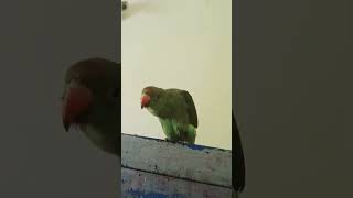 Cute 😍 mittu 🥰 mittoo parrot birds parrottalking [upl. by Ellynad]