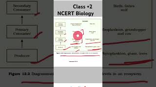 Diagrammatic representation of Trophic levels in an ecosystemNEET Biology shortsvideo [upl. by Heyes336]